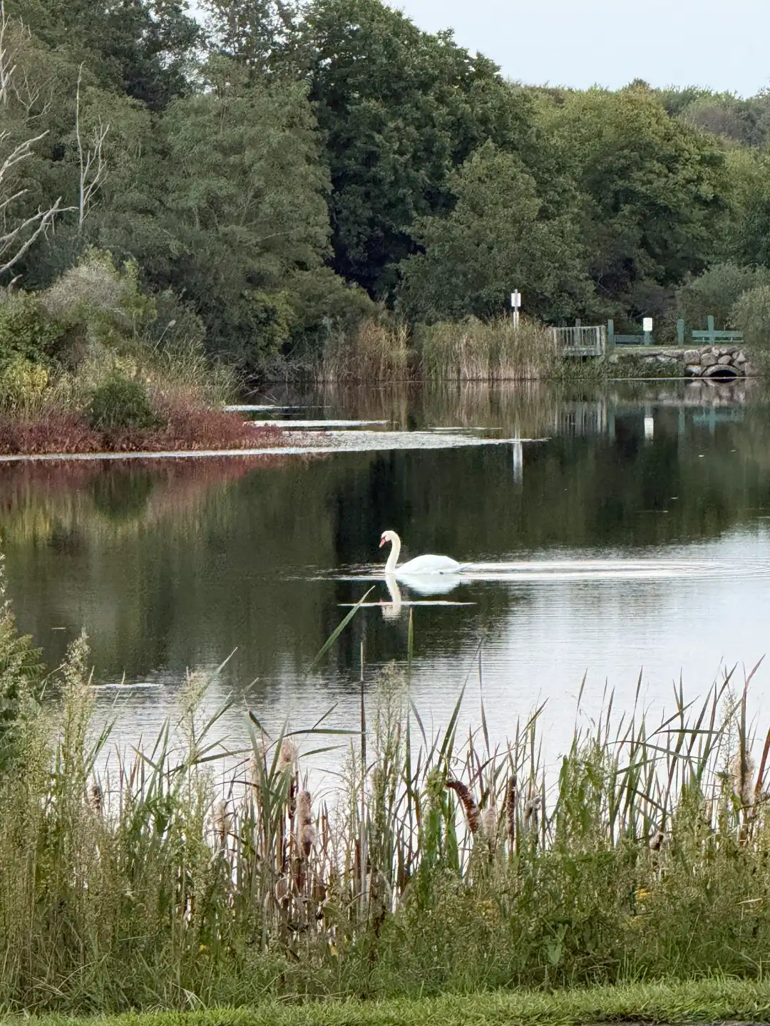 The Ripple of Peace